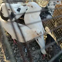 کبوتر اراکی چش نوک سفید