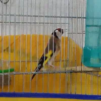 سهره نر ماده متولد قفس