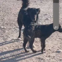 دلبر سیاه به فروش میرسد