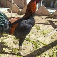 لاری خوش رنگ و زیبا سن یک سال ونیم قیمت 1500