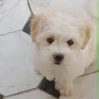 سگ پاپی کوچولو