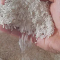 برنج فجر اعلا|خوردنی و آشامیدنی|شهریار, رضی آباد بالا|دیوار