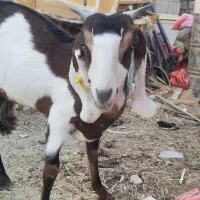 بز فروشی