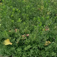 شمشاد گلدان|گل و گیاه طبیعی|سنگر, |دیوار
