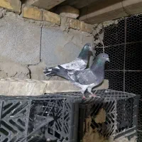 کفتر