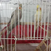 عروس هلندی