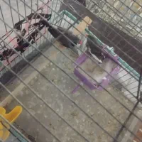 فنچ|پرنده|مسجد سلیمان, |دیوار