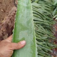 فروش پاجوش و برگ آلوورا|گل و گیاه طبیعی|بوئین زهرا, |دیوار