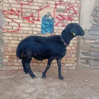 بره قوچ آنتیک یک یک