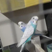 2جفت مرغ عشق و ...