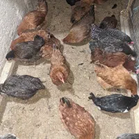 تخم مرغ محلی|خوردنی و آشامیدنی|شهریار, کهنز|دیوار