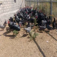 بوقلمون(نر و ماده)مرغ و خروس مرندی(۵ماهه تخم گذار)