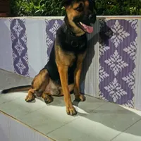 سگ ژرمن شپرد