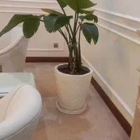 گل طبیعی نخل نیکلای و شامادورا