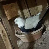 نر کله الماسی