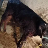 گوساله ماده