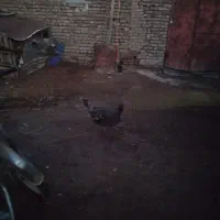 بوقلمون ماده تخمگذار