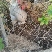 تعدادی مرغ و خروس|حیوانات مزرعه|دوگنبدان, |دیوار