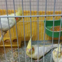 یه جفت مرغ عشق انگلسی یه جفت عروس هلندی لوتینو|پرنده|یزد, |دیوار