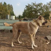 سگ سرابی نر|سگ|سقز, |دیوار