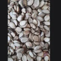 تخمه هندوانه