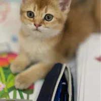 گربه گلد بریتیش|گربه|بناب, |دیوار