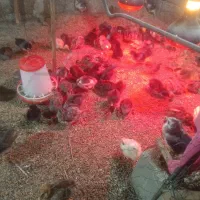 فروش جوجه محلی اصیل 18روزه