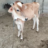 گوساله ماده