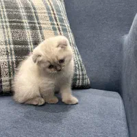 کربه اسکاتیش|گربه|یزد, |دیوار