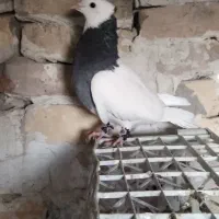 کفتر|پرنده|کاشان, میدان میوه تره بار|دیوار