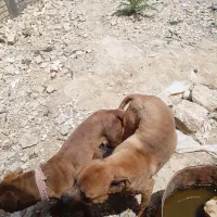 سگ پیتبول ماده
