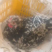فروش تخم مرغ نطفه دار لهستانی و بومی (تضمینی)