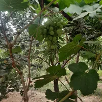 فروش ۱۰۰۰ متری|فروش دفتر صنعتی، کشاورزی، تجاری|زاینده رود, |دیوار