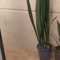 سانس شمشیری