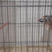 فنچ کرباتی رنگ خاص|پرنده|قم, ارم|دیوار