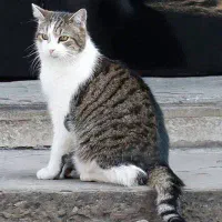 واگذاری گربه با تمامی لوازم