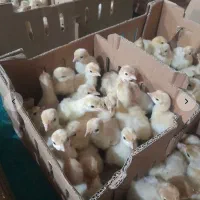 پخش جوجه بوقلمون بیوتی ۶