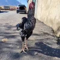 خروس لاری|حیوانات مزرعه|سنقر, |دیوار