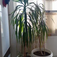 درختچه آپارتمانی