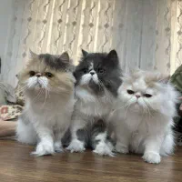 پرشین اگزوتیک خاص