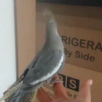 ۴ تا عروس هلندی|پرنده|کرج, شهرک سهرابیه|دیوار