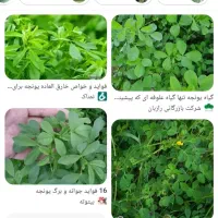 یونجه بسته شده