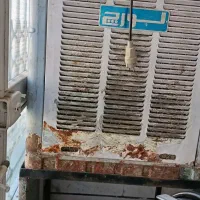 کولر آبی با پایه|کولر آبی|قزوین, |دیوار