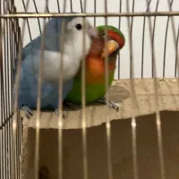 دو عدد طوطی برزیلی|پرنده|ماهدشت, |دیوار