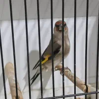 سهره کرمونی درشت