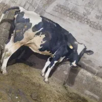 گاو شیری|حیوانات مزرعه|تیکمه داش, |دیوار