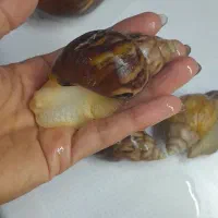 حلزون مولد|خزنده|تهران, خواجه نظام الملک|دیوار