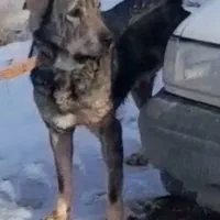 واگذاری سگ پژدر