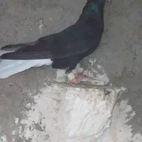 کبوتر   پرشی