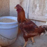 خروس لاری